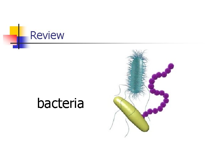 Review bacteria 