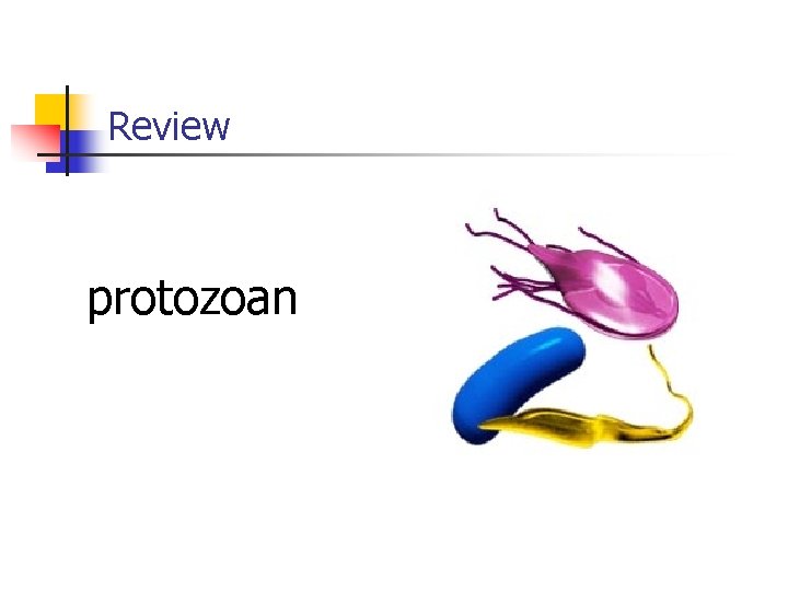 Review protozoan 