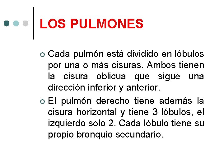 LOS PULMONES Cada pulmón está dividido en lóbulos por una o más cisuras. Ambos