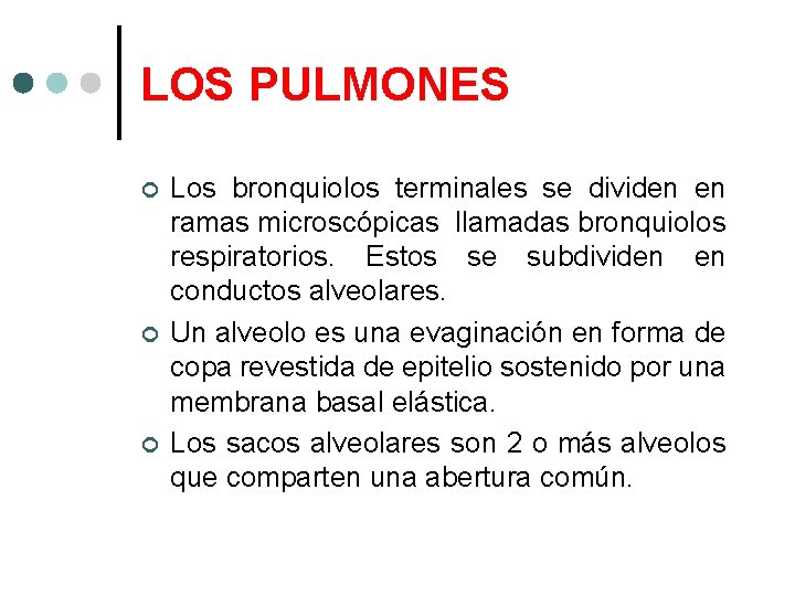LOS PULMONES Los bronquiolos terminales se dividen en ramas microscópicas llamadas bronquiolos respiratorios. Estos
