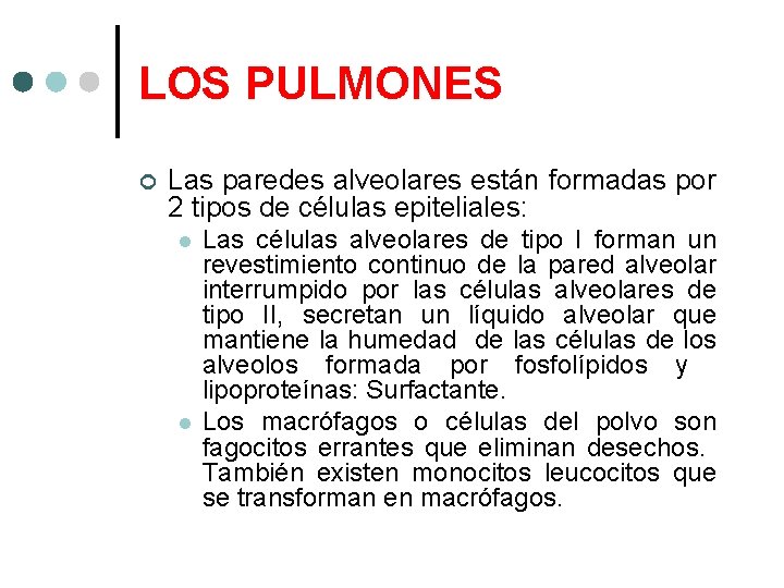 LOS PULMONES Las paredes alveolares están formadas por 2 tipos de células epiteliales: Las
