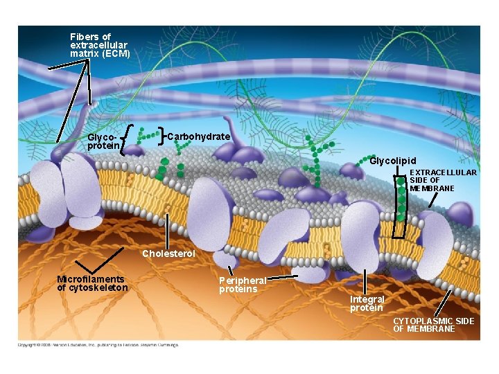 Fig. 7 -7 Fibers of extracellular matrix (ECM) Glycoprotein Carbohydrate Glycolipid EXTRACELLULAR SIDE OF Fig. 7 -7 Fibers of extracellular matrix (ECM) Glycoprotein Carbohydrate Glycolipid EXTRACELLULAR SIDE OF