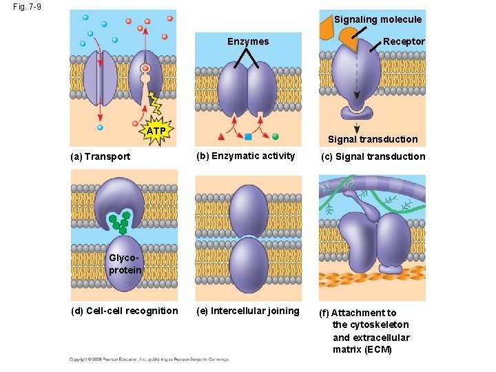 Fig. 7 -9 Signaling molecule Enzymes ATP (a) Transport Receptor Signal transduction (b) Enzymatic Fig. 7 -9 Signaling molecule Enzymes ATP (a) Transport Receptor Signal transduction (b) Enzymatic