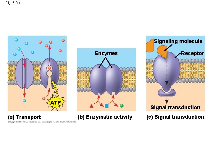 Fig. 7 -9 ac Signaling molecule Enzymes ATP (a) Transport Receptor Signal transduction (b) Fig. 7 -9 ac Signaling molecule Enzymes ATP (a) Transport Receptor Signal transduction (b)