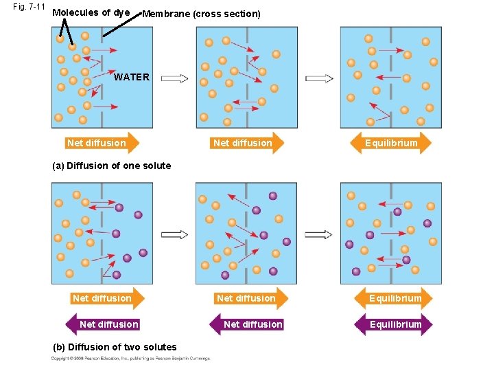 Fig. 7 -11 Molecules of dye Membrane (cross section) WATER Net diffusion Equilibrium (a) Fig. 7 -11 Molecules of dye Membrane (cross section) WATER Net diffusion Equilibrium (a)