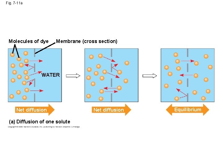 Fig. 7 -11 a Molecules of dye Membrane (cross section) WATER Net diffusion (a) Fig. 7 -11 a Molecules of dye Membrane (cross section) WATER Net diffusion (a)