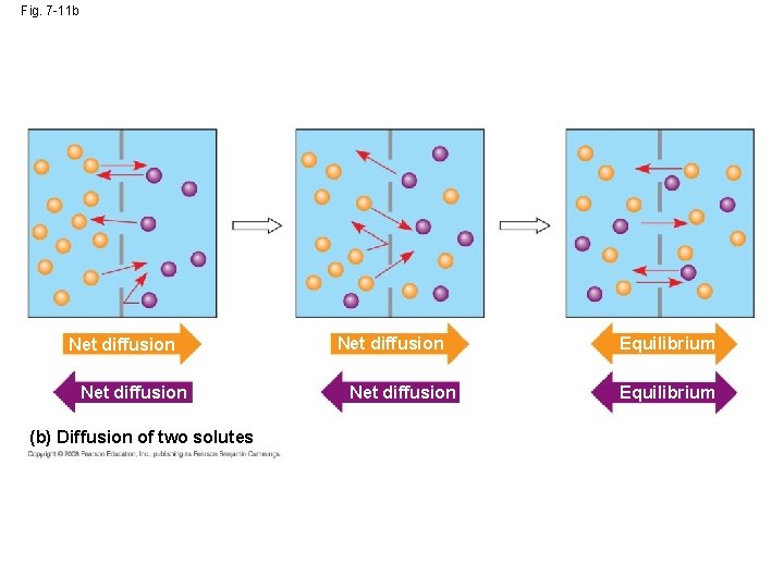 Fig. 7 -11 b Net diffusion (b) Diffusion of two solutes Net diffusion Equilibrium Fig. 7 -11 b Net diffusion (b) Diffusion of two solutes Net diffusion Equilibrium