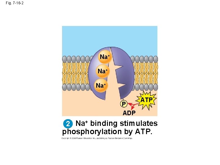 Fig. 7 -16 -2 Na+ Na+ P ADP ATP 2 Na+ binding stimulates phosphorylation Fig. 7 -16 -2 Na+ Na+ P ADP ATP 2 Na+ binding stimulates phosphorylation