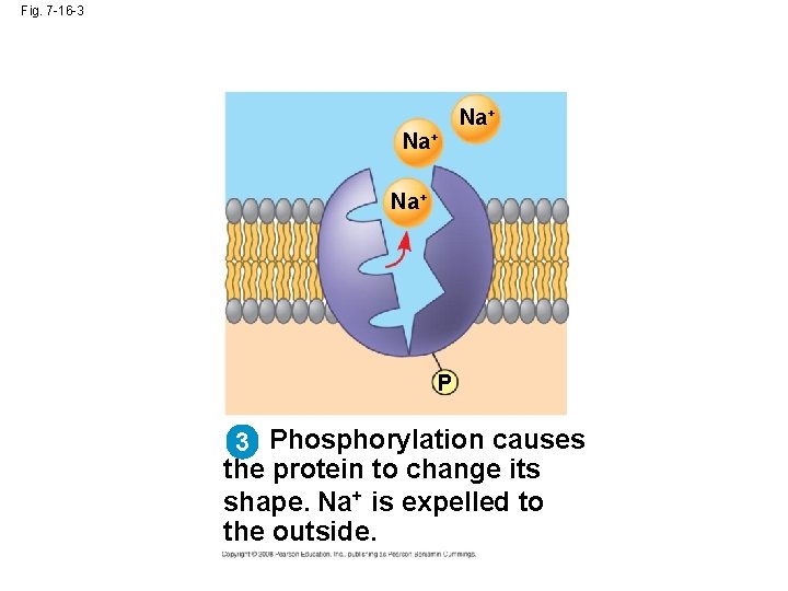 Fig. 7 -16 -3 Na+ Na+ P 3 Phosphorylation causes the protein to change Fig. 7 -16 -3 Na+ Na+ P 3 Phosphorylation causes the protein to change