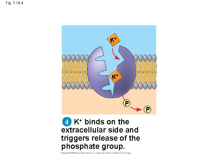 Fig. 7 -16 -4 K+ K+ P 4 K+ binds on the extracellular side Fig. 7 -16 -4 K+ K+ P 4 K+ binds on the extracellular side