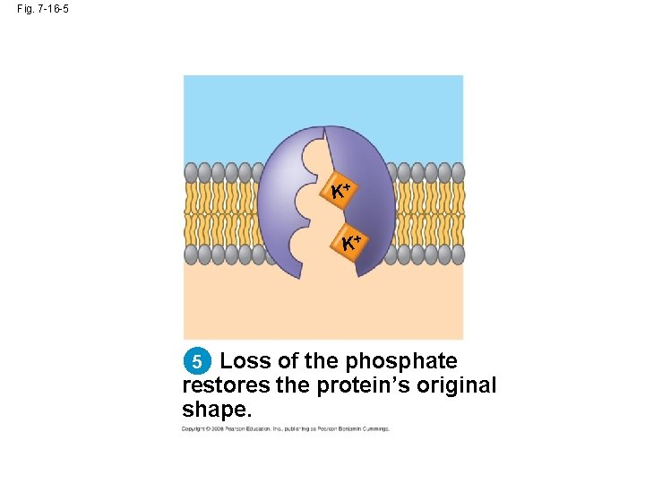 Fig. 7 -16 -5 K+ K+ 5 Loss of the phosphate restores the protein’s Fig. 7 -16 -5 K+ K+ 5 Loss of the phosphate restores the protein’s