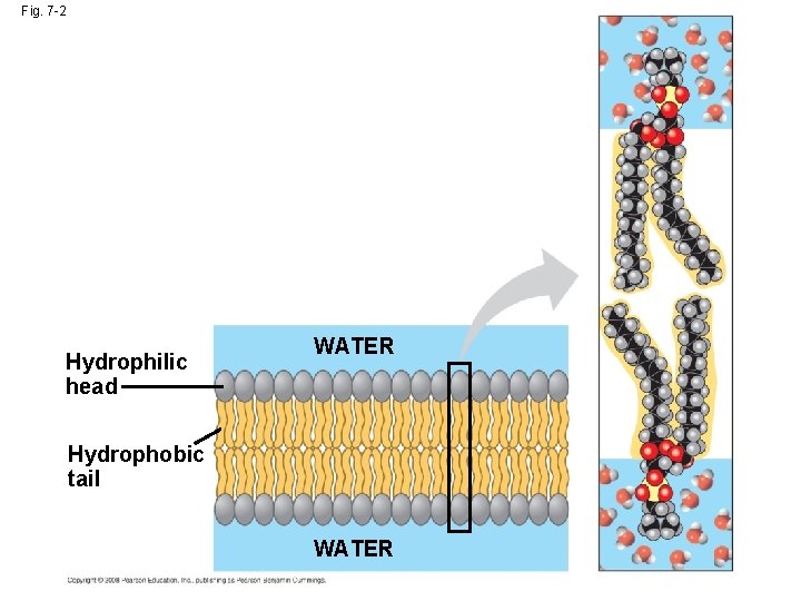 Fig. 7 -2 Hydrophilic head WATER Hydrophobic tail WATER  Fig. 7 -2 Hydrophilic head WATER Hydrophobic tail WATER