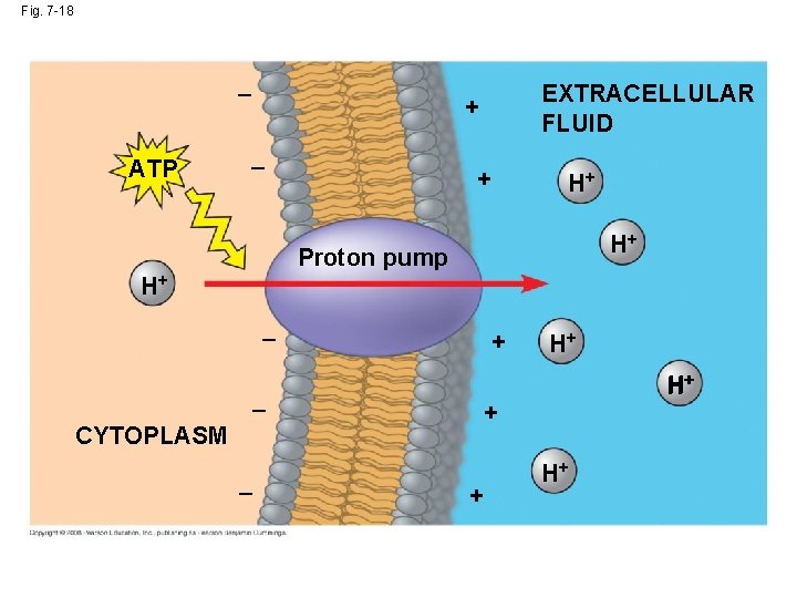Fig. 7 -18 – ATP EXTRACELLULAR FLUID + – + H+ H+ Proton pump Fig. 7 -18 – ATP EXTRACELLULAR FLUID + – + H+ H+ Proton pump