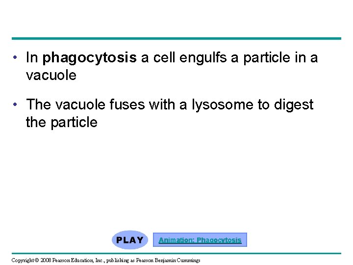 • In phagocytosis a cell engulfs a particle in a vacuole • The  • In phagocytosis a cell engulfs a particle in a vacuole • The