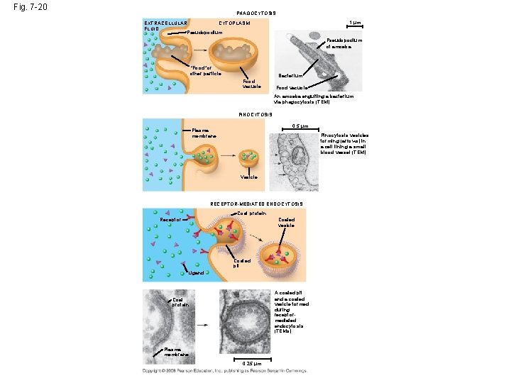 Fig. 7 -20 PHAGOCYTOSIS 1 µm EXTRACELLULAR CYTOPLASM FLUID Pseudopodium of amoeba “Food”or other Fig. 7 -20 PHAGOCYTOSIS 1 µm EXTRACELLULAR CYTOPLASM FLUID Pseudopodium of amoeba “Food”or other
