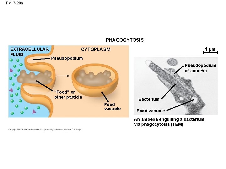 Fig. 7 -20 a PHAGOCYTOSIS EXTRACELLULAR FLUID 1 µm CYTOPLASM Pseudopodium of amoeba “Food” Fig. 7 -20 a PHAGOCYTOSIS EXTRACELLULAR FLUID 1 µm CYTOPLASM Pseudopodium of amoeba “Food”