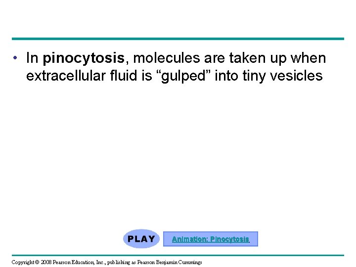 • In pinocytosis, molecules are taken up when extracellular fluid is “gulped” into  • In pinocytosis, molecules are taken up when extracellular fluid is “gulped” into