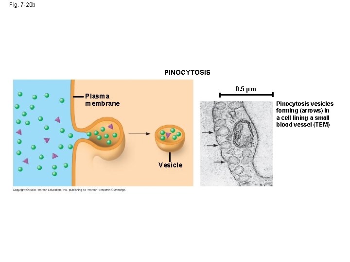 Fig. 7 -20 b PINOCYTOSIS 0. 5 µm Plasma membrane Pinocytosis vesicles forming (arrows) Fig. 7 -20 b PINOCYTOSIS 0. 5 µm Plasma membrane Pinocytosis vesicles forming (arrows)