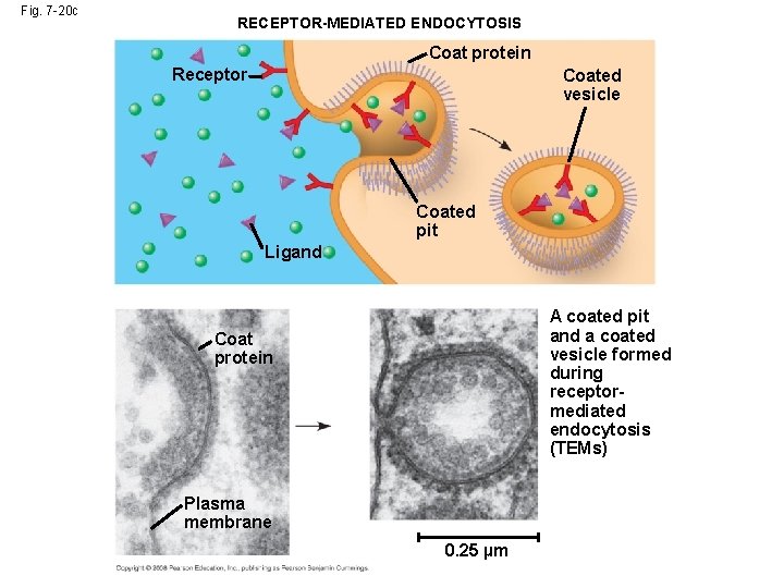 Fig. 7 -20 c RECEPTOR-MEDIATED ENDOCYTOSIS Coat protein Receptor Coated vesicle Coated pit Ligand Fig. 7 -20 c RECEPTOR-MEDIATED ENDOCYTOSIS Coat protein Receptor Coated vesicle Coated pit Ligand