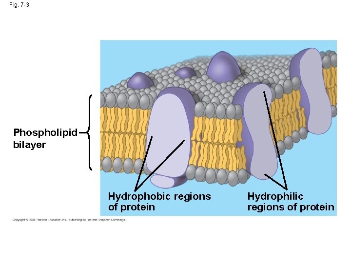 Fig. 7 -3 Phospholipid bilayer Hydrophobic regions of protein Hydrophilic regions of protein  Fig. 7 -3 Phospholipid bilayer Hydrophobic regions of protein Hydrophilic regions of protein