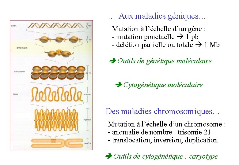 … Aux maladies géniques… Mutation à l’échelle d’un gène : - mutation ponctuelle 1