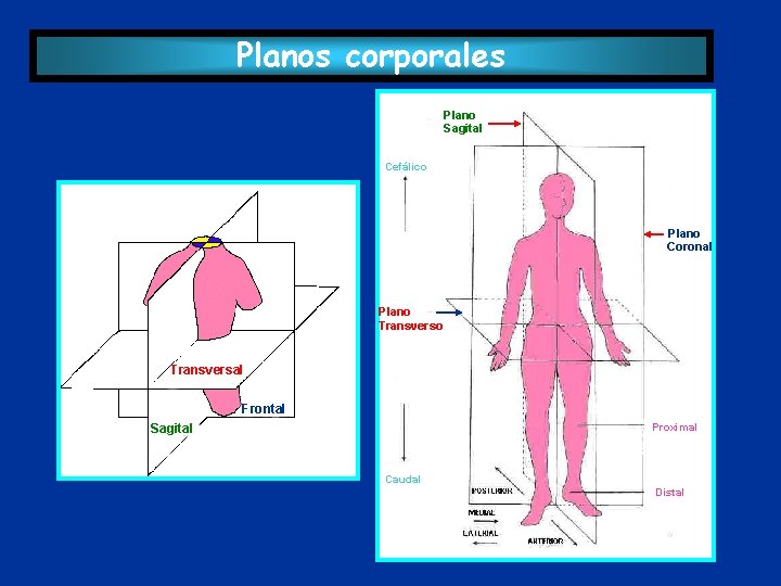 Planos corporales Plano Sagital Cefálico Plano Coronal Plano Transversal Frontal Proximal Sagital Caudal Distal