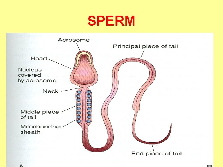 SPERM 