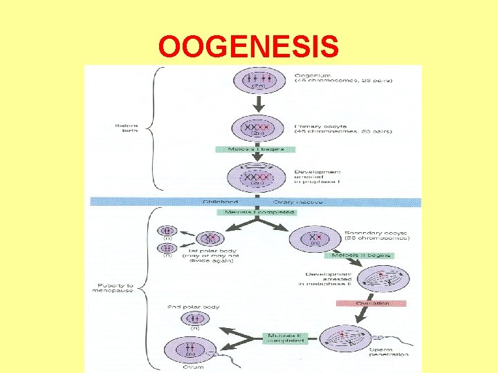 OOGENESIS 