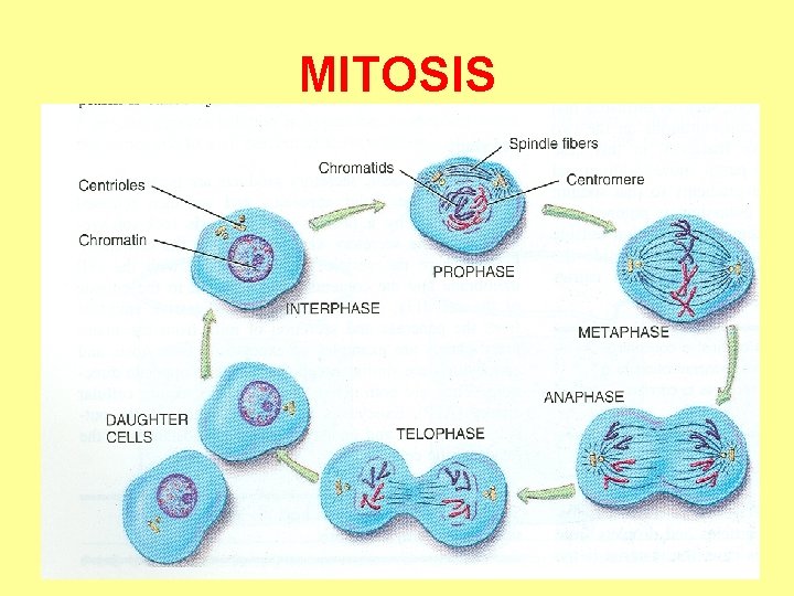 MITOSIS 