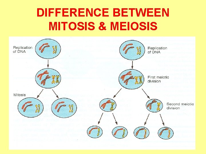 DIFFERENCE BETWEEN MITOSIS & MEIOSIS 