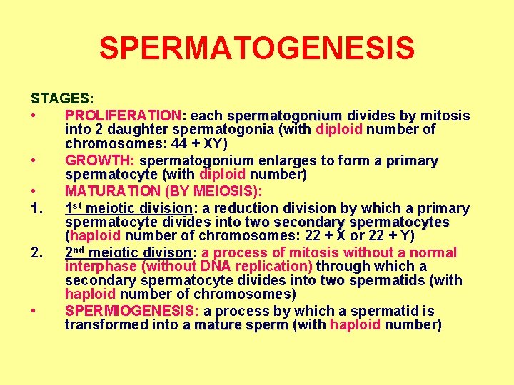 SPERMATOGENESIS STAGES: • PROLIFERATION: each spermatogonium divides by mitosis into 2 daughter spermatogonia (with