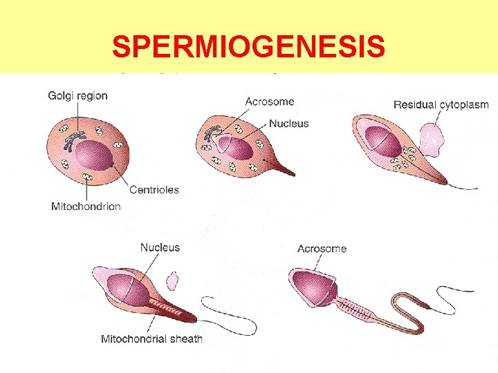 SPERMIOGENESIS 