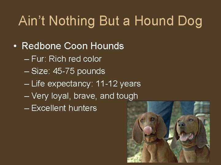 Ain’t Nothing But a Hound Dog • Redbone Coon Hounds – Fur: Rich red