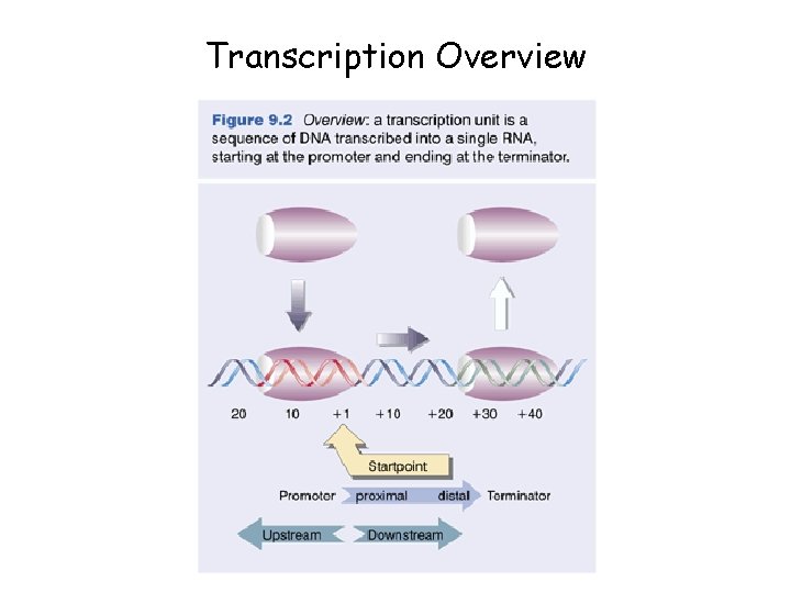 Transcription Overview 