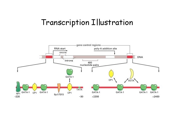 Transcription Illustration 