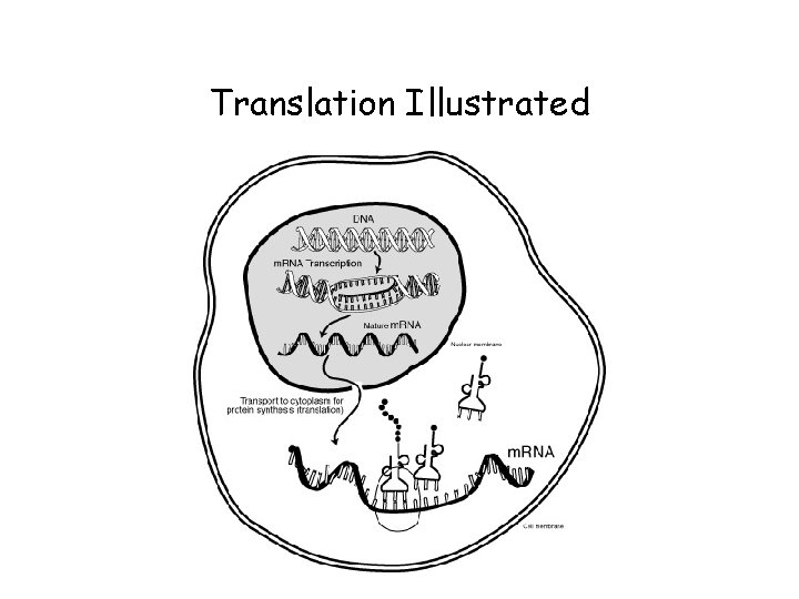 Translation Illustrated 