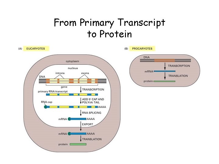 From Primary Transcript to Protein 