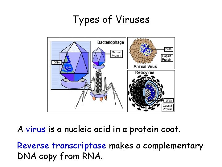 Types of Viruses A virus is a nucleic acid in a protein coat. Reverse