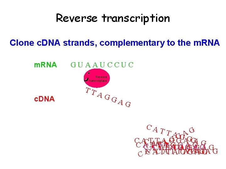 Reverse transcription Clone c. DNA strands, complementary to the m. RNA GUAAUCCUC Reverse transcriptase