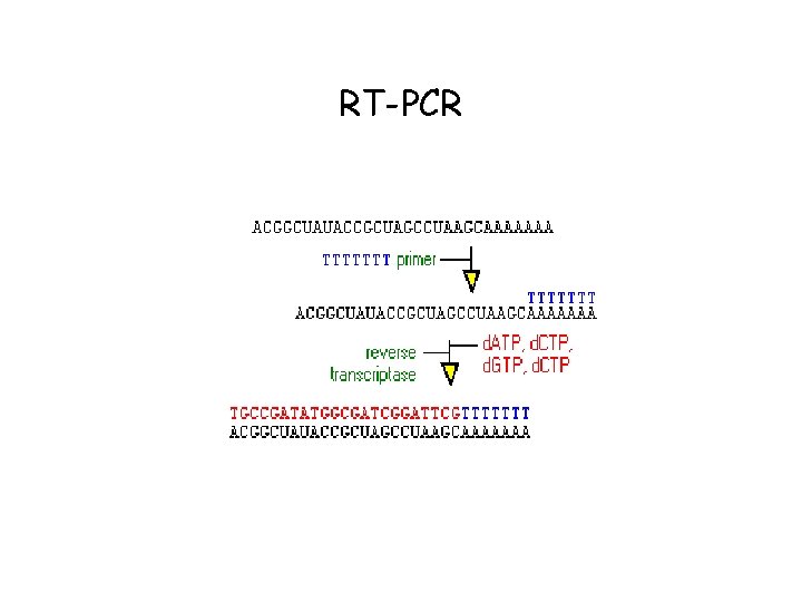 RT-PCR 