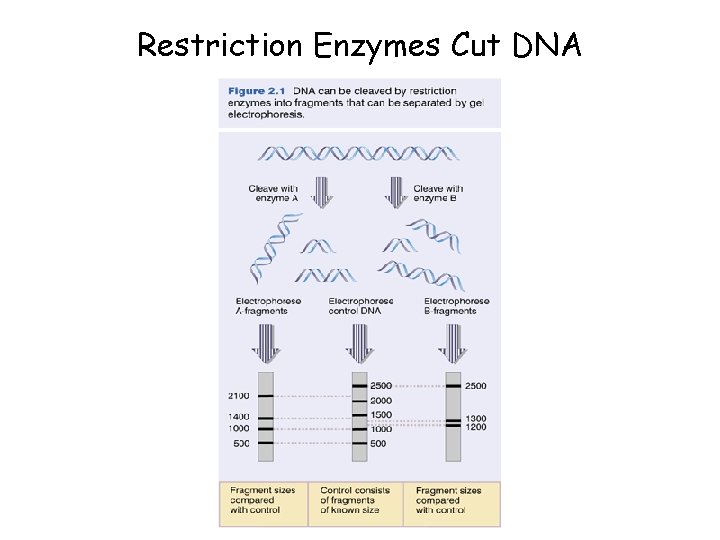 Restriction Enzymes Cut DNA 