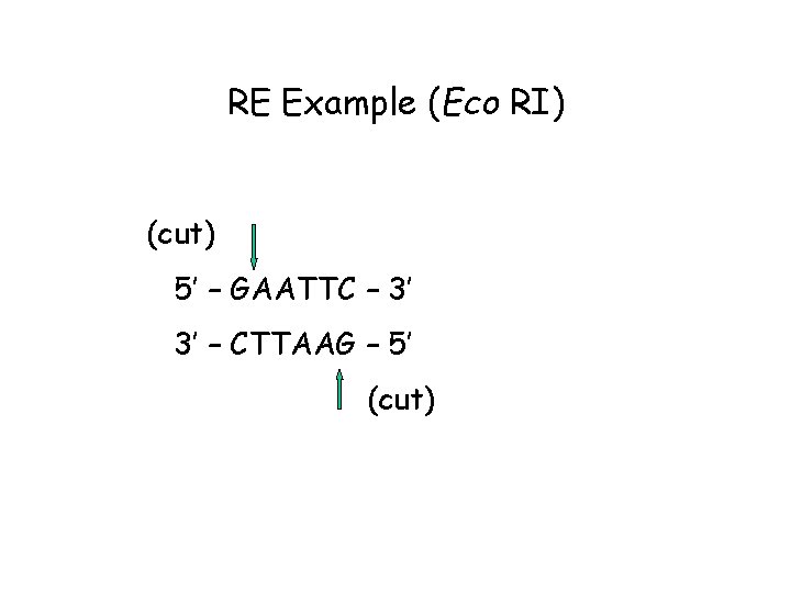 RE Example (Eco RI) (cut) 5’ – GAATTC – 3’ 3’ – CTTAAG –