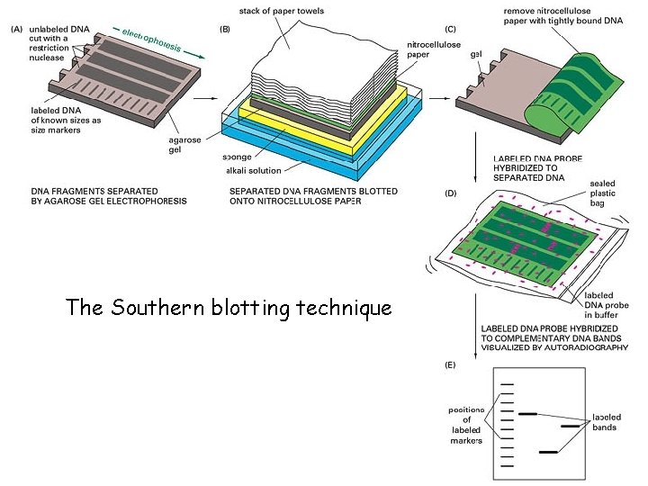 The Southern blotting technique 