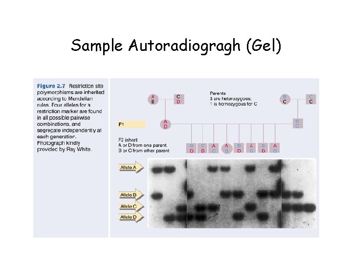 Sample Autoradiogragh (Gel) 