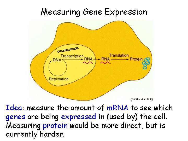 Measuring Gene Expression Idea: measure the amount of m. RNA to see which genes