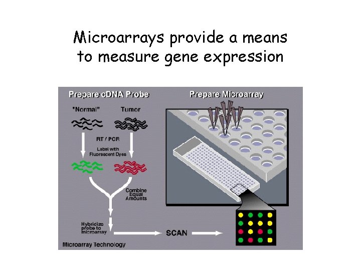 Microarrays provide a means to measure gene expression 