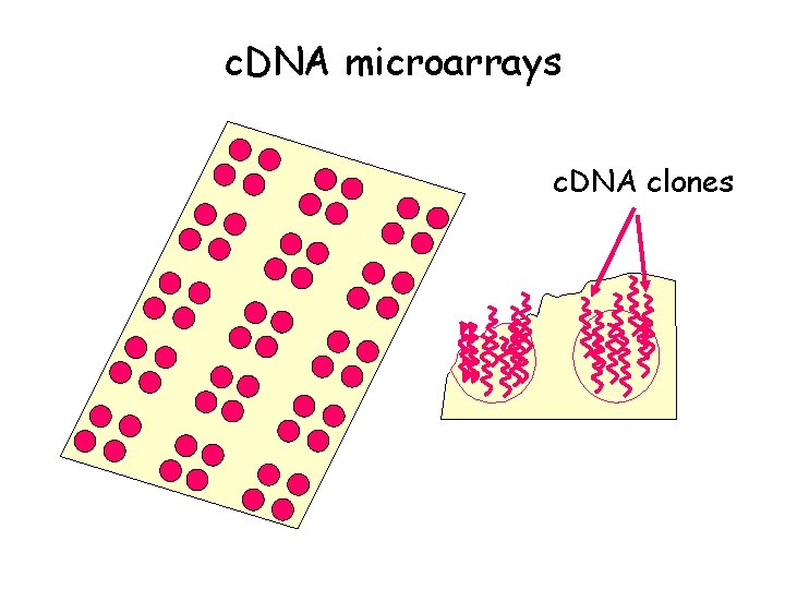 c. DNA microarrays c. DNA clones 