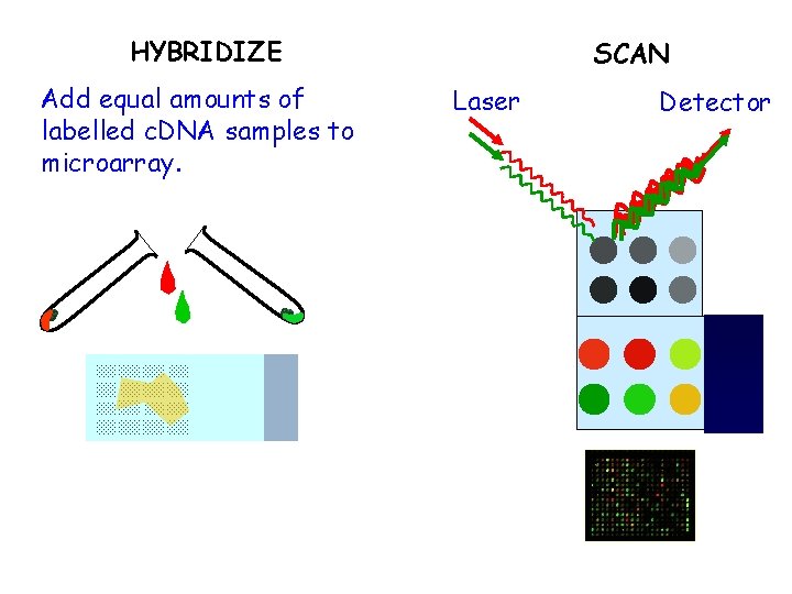 HYBRIDIZE Add equal amounts of labelled c. DNA samples to microarray. SCAN Laser Detector