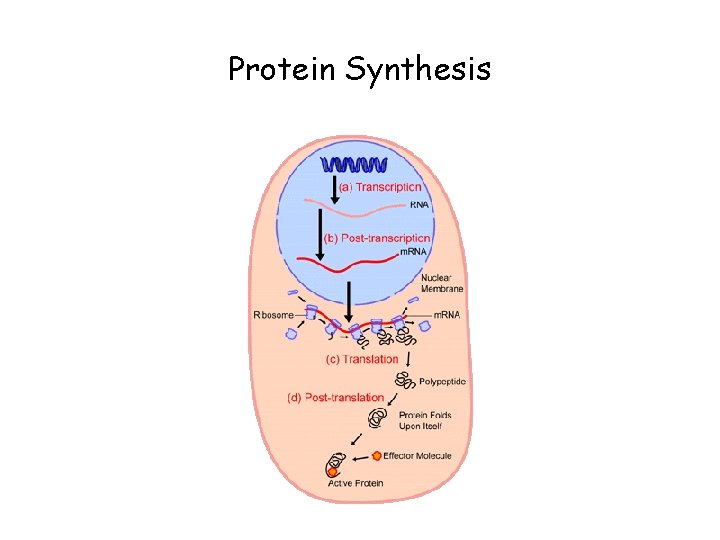 Protein Synthesis 