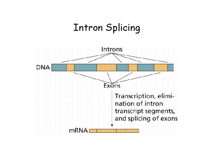 Intron Splicing 